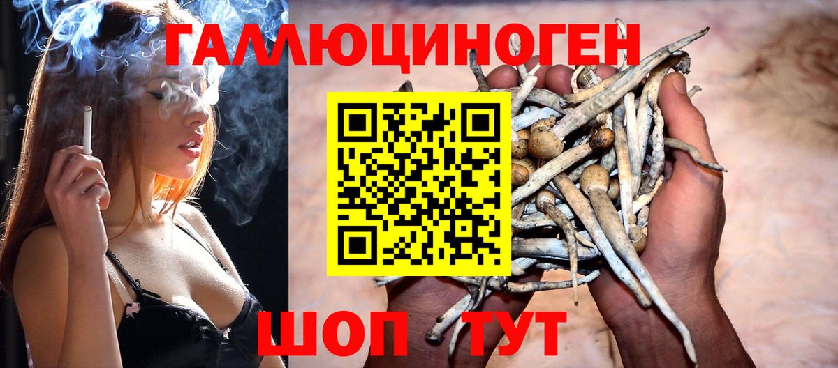 Галлюциногенные грибы Psilocybine cubensis Волгоград